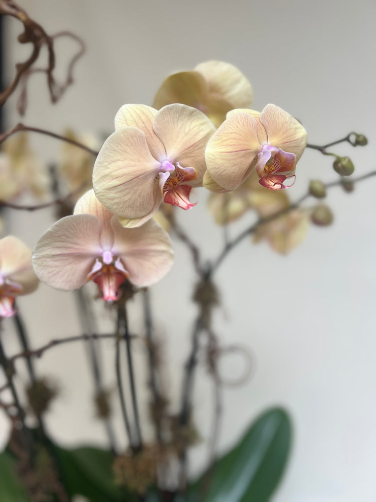 Triple Orchid Plant