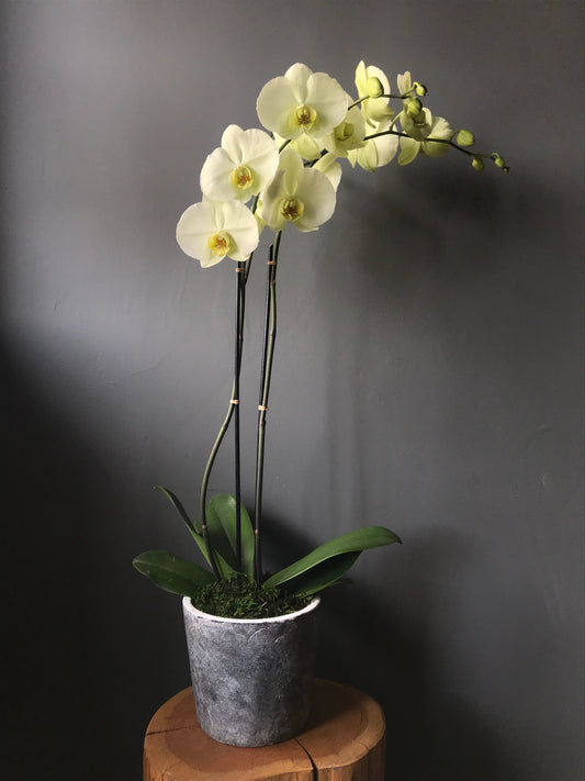 *Mothers Day Weekend* Single Orchid Plant