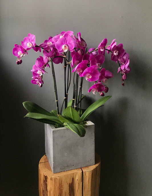 *Mothers Day Weekend* Triple Orchid Plant