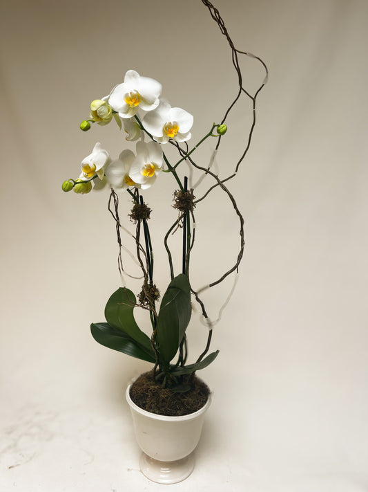 Single Orchid Plant