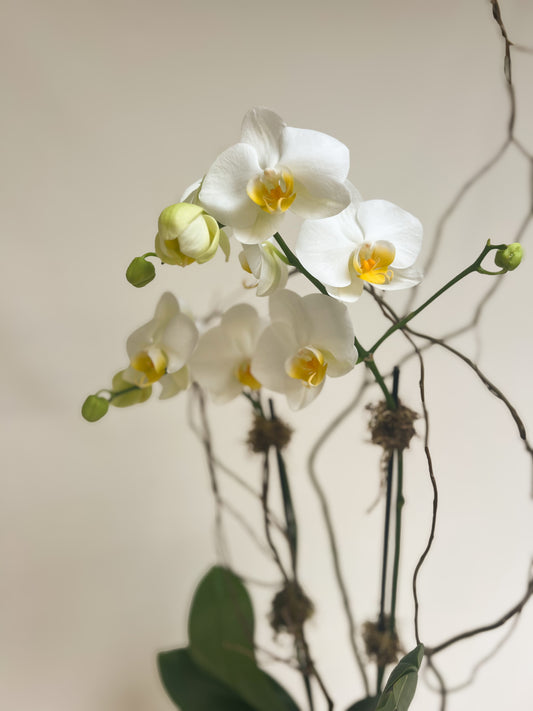 Single Orchid Plant