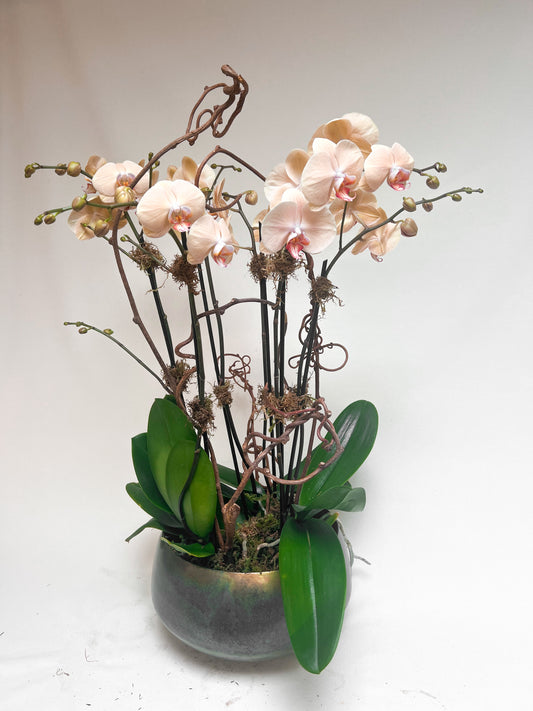 Triple Orchid Plant