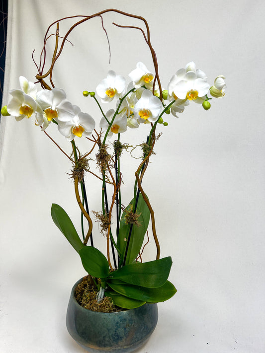 Double Orchid Plant