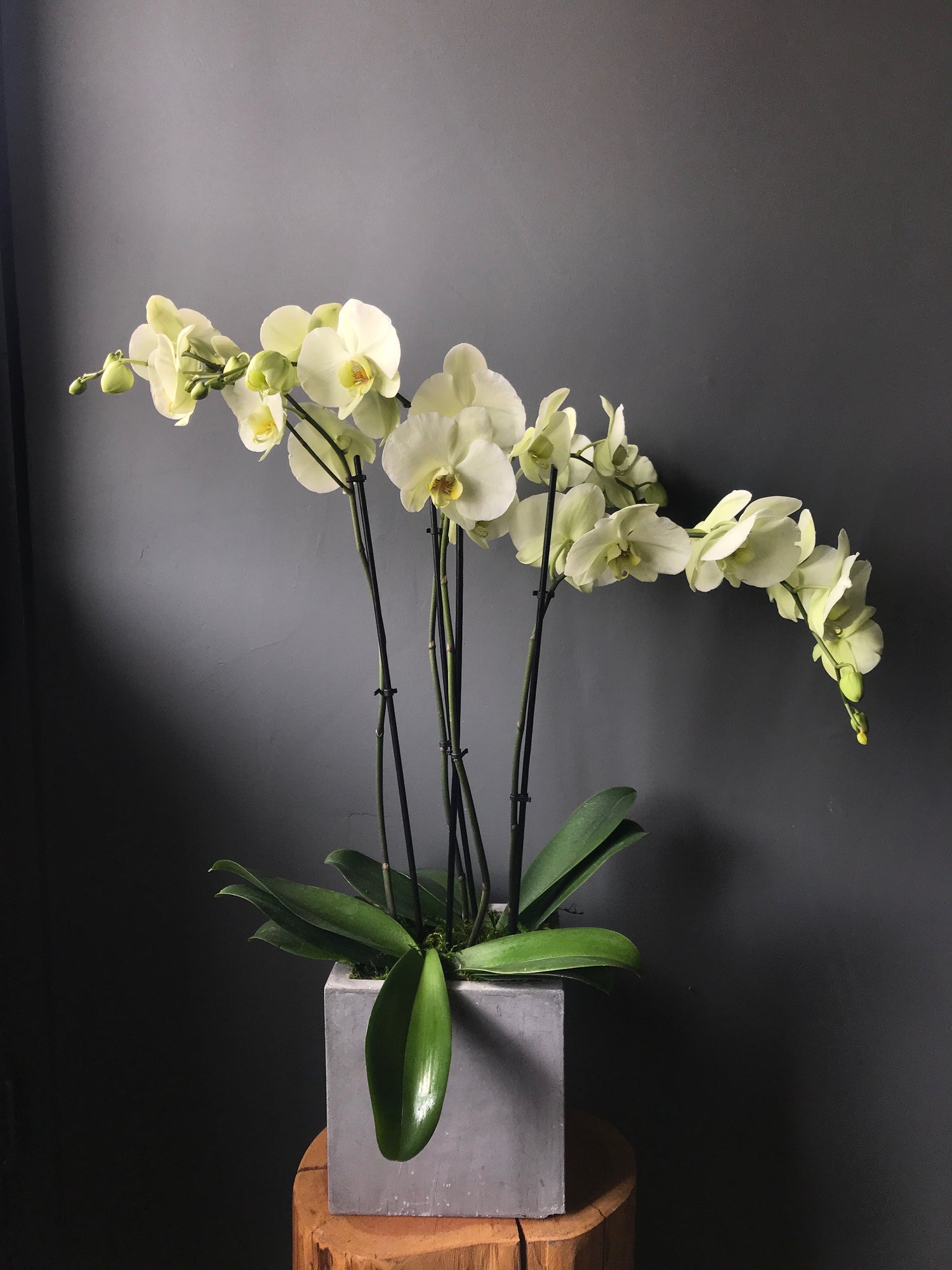 Fresh Orchid Flower at Rs 280/bunch | Orchid Flower in Pune | ID:  20402718988