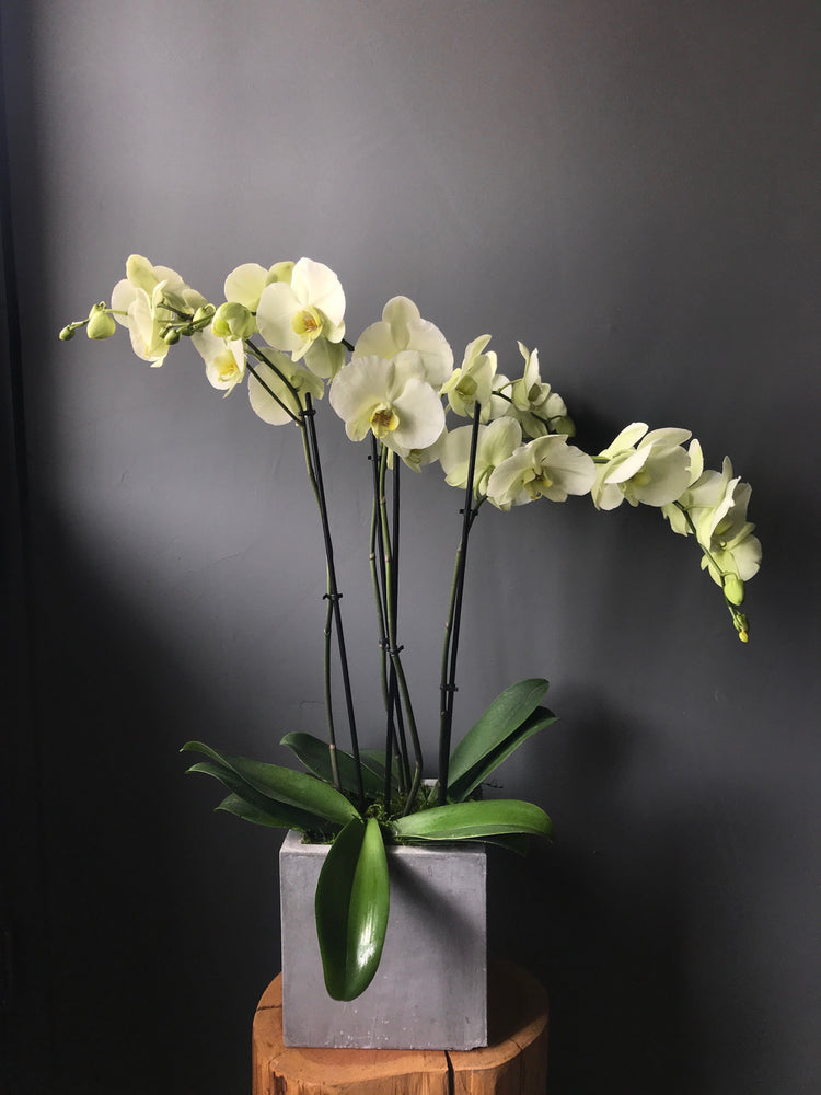 Double Orchid Plant